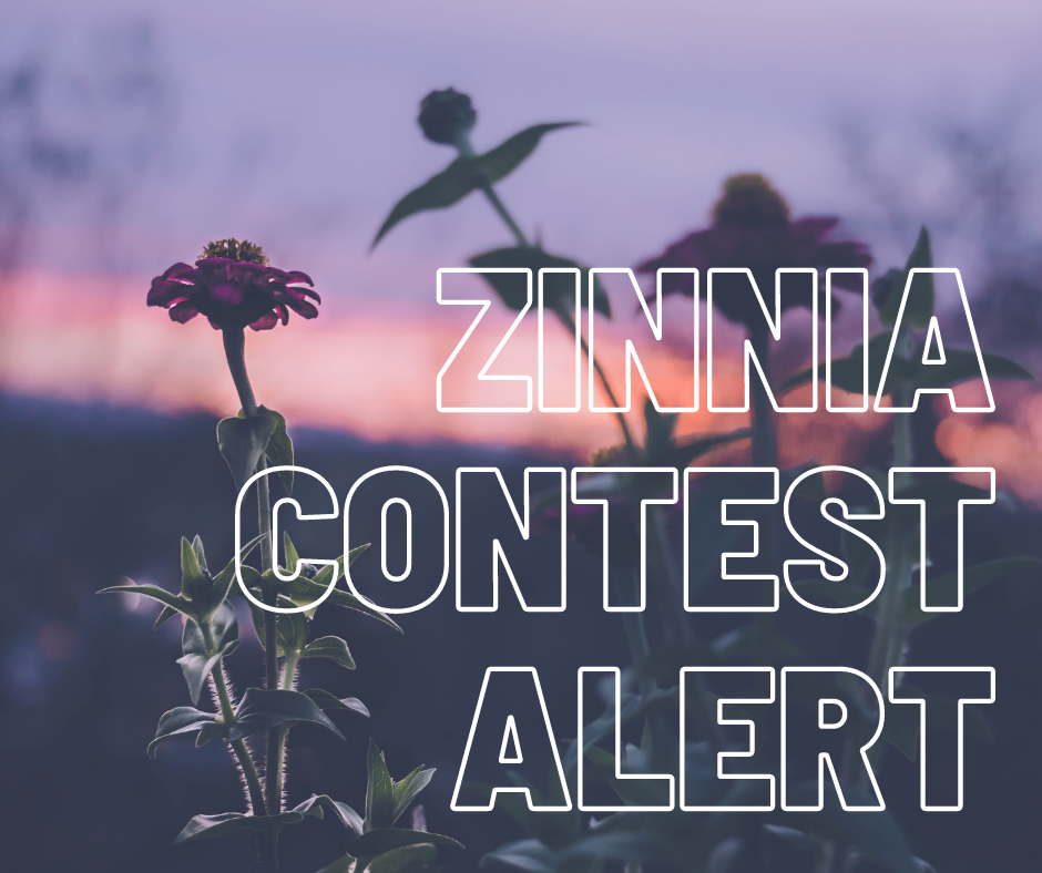Zinnia Competition